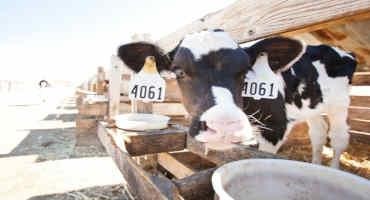 Report: California On Path To Significant Dairy Methane Reduction