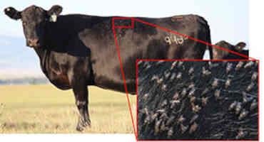 UW Extension Releases Report on Horn Fly Management for Beef Cattle