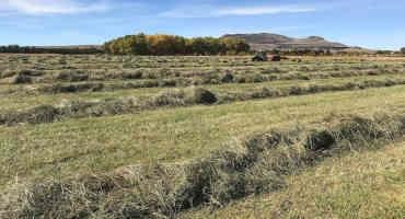 NMSU, NM Hay Association to co-host 2023 Southwest Hay & Forage Conference