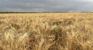 Montana Wheat Farmers Had A Challenging Year. But There's Optimism Heading Into 2023