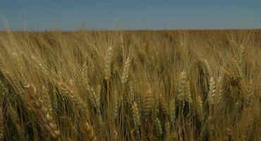 Compound Effects Of Heat, Drought And Wind Pound Great Plains Wheat
