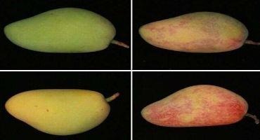 Blue Light Might be Bad for Humans—but Good for Mangoes