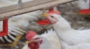 Poultry Production Value Falls just Short of $4B