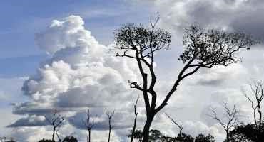 Restoring Biodiversity in Deforested Ranches One Tree at a Time