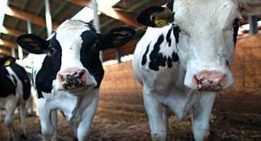New Report Lays Out Priorities for Dairy Reform