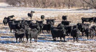 Separating Heifers And Cows In The Months Before Calving