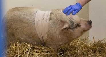 First Total Ear Canal Removal Surgery Performed on Pig