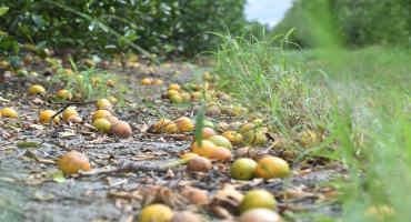 Florida Crops Appear To Escape Damage From Unusual Cold, Officials Say