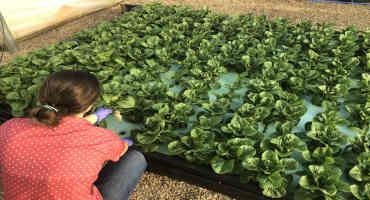 Produce Safety for Greenhouse Vegetable Production