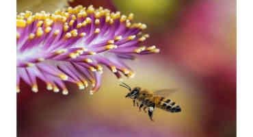 Honeybees At Risk, Along With The Crops They Pollinate: Scientists Think The Solution Lies In The Insects' Brains