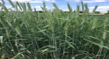Winter Rye Forage Yield And Nutritive Value