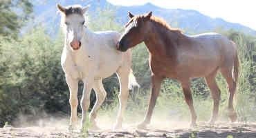 Horse Slaughter In Apache-Sitgreaves Forest Highlights Friction Between Animal And Environmental Concerns