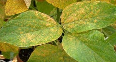 Molecular interactions of soybean and Asian soybean rust (ASR)