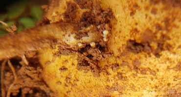 U of I Leading USDA-funded Project to help Potato Farmers Combat Nematodes