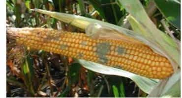Climate Change Prompts Rise In Toxic Corn Fungus