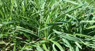 Late-Planted Annual Ryegrass in Alabama