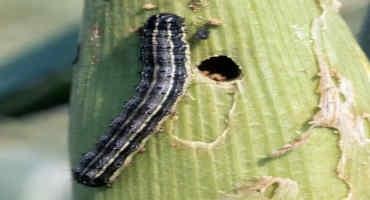 Fall Armyworm Study Shows Maize, Sorghum as Preferred Host Plants