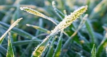 Responding to Frost Damage in Cool-Season Forages