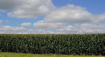 Analysis: Democrats’ Downgrade of Iowa’s Role is a Blow to Corn Belt, Biofuels