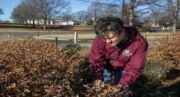 Watch Ornamental Plants for Signs of Freeze Damage