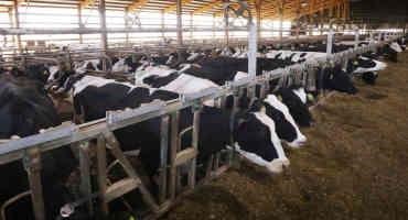 Wisconsin Launches Latest Review Of Standards To Regulate Siting And Expansion Of Livestock Farms