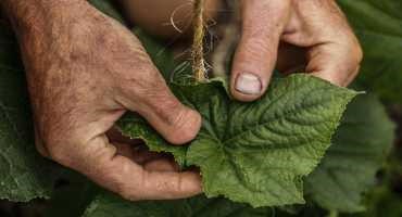 Grant Program to help Young Minnesota Farmers Proves Popular