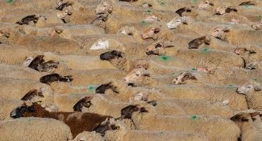 Immigration spurs demand for lamb