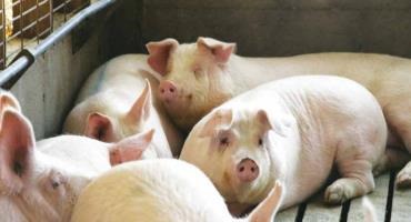 The impact of Canadian Swine Cluster research