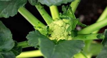 Broccoli Looks more like Cauliflower in Warmer World