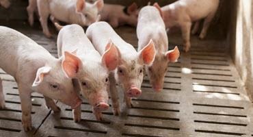 Canadian Pork Council elects new chair