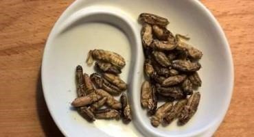 Making The Case For Using Insects As Food For Both Humans And Livestock