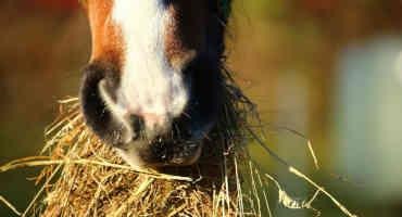 California Animal Health and Food Safety Laboratory Tapped for Expertise in Diagnosing Botulism in Horses