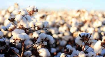 U.S. Cotton Trust Protocol Provides Growers with Tools to Improve Year after Year