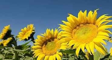 Circadian Clock Controls Sunflower Blooms, Optimizing for Pollinators