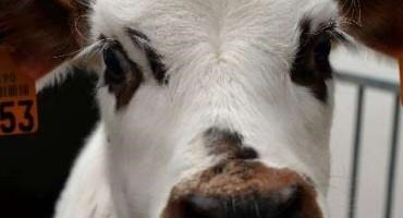 Dairy Giant Danone Vows to Slash Planet-Warming Methane