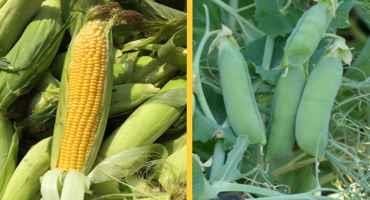 Growing Sweet Corn or Peas in Minnesota? Updated Fertilizer Guidelines now Available