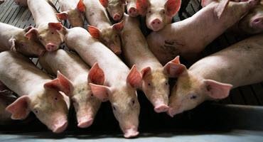 Sask. invests in swine disease preparedness