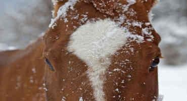 Caring for Your Horse in Winter