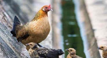 DNA From Domesticated Chickens Is Tainting Genomes Of Wild Red Junglefowl, Finds Study