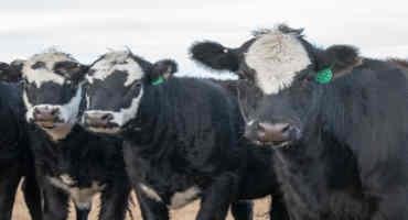 Limit Feeding Cows Corn as an Alternative to Hay