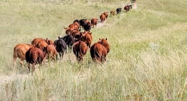 How Much Pasture do I Need and What are AUMs?