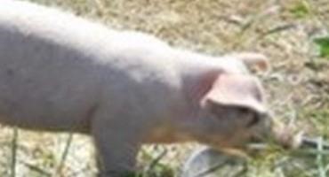 Minimizing Impacts Of Higher Temperatures On Pigs Raised Outdoors