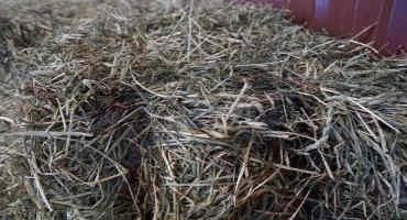 Buying Winter Hay for Horses