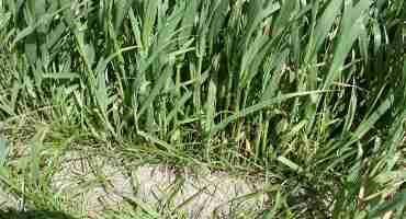 Pasture and Forage Minute: Planning Spring Annual Forages, More on Deciphering Hay Tests