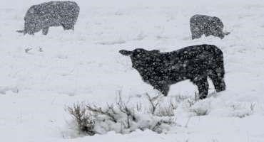 Pasture and Forage Minute: Grazing with Snow Cover, Forage Inventory