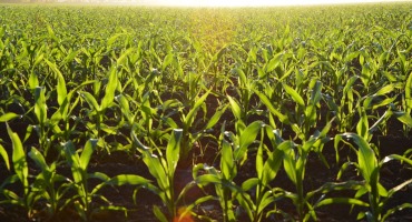 “It’s Corn!” a Viral Tiktok Sound Meets a Leading Agricultural Commodity