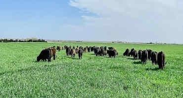 Semiannual Cattle Inventory and Cattle Contract Library Set the Tone for the 2023 Marketing Year