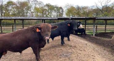 Cattle Genomics: Doing Your Homework Makes Bull-Buying Easy