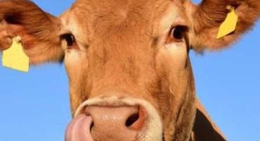 'Mad Cow' Disease Case Identified In Netherlands