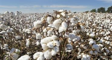 How US Cotton Exports Are Shifting In Response To Competition And Trade Policy